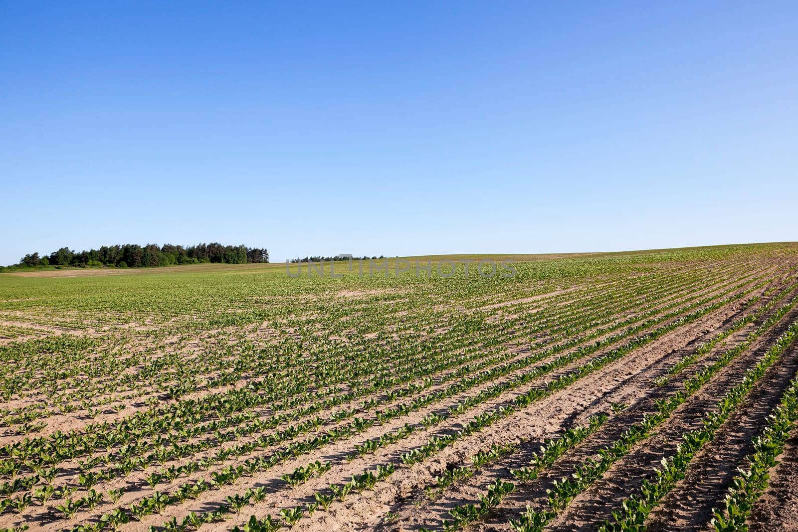 the agricultural field on which grow sprouts beetroot. Spring