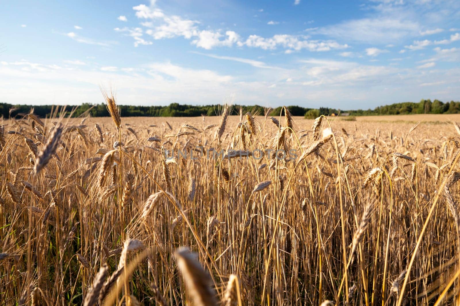 Agricultural field on which grow yellowed grass, which is almost ready for harvest, close-up. In the background a blue sky