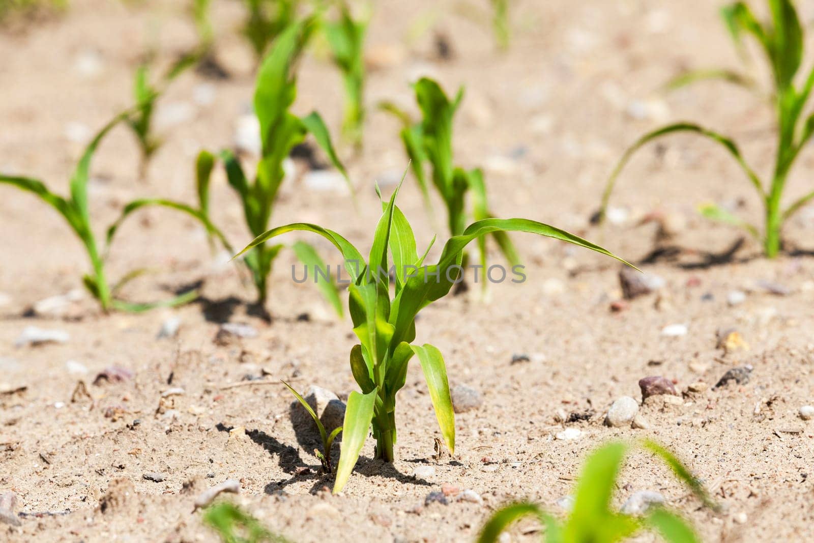 agricultural field, which is growing young green corn. Spring