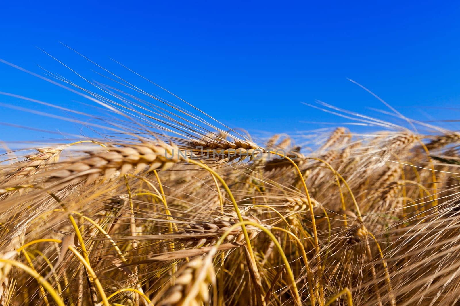 agricultural field where a farmer grows cereals. field of wheat