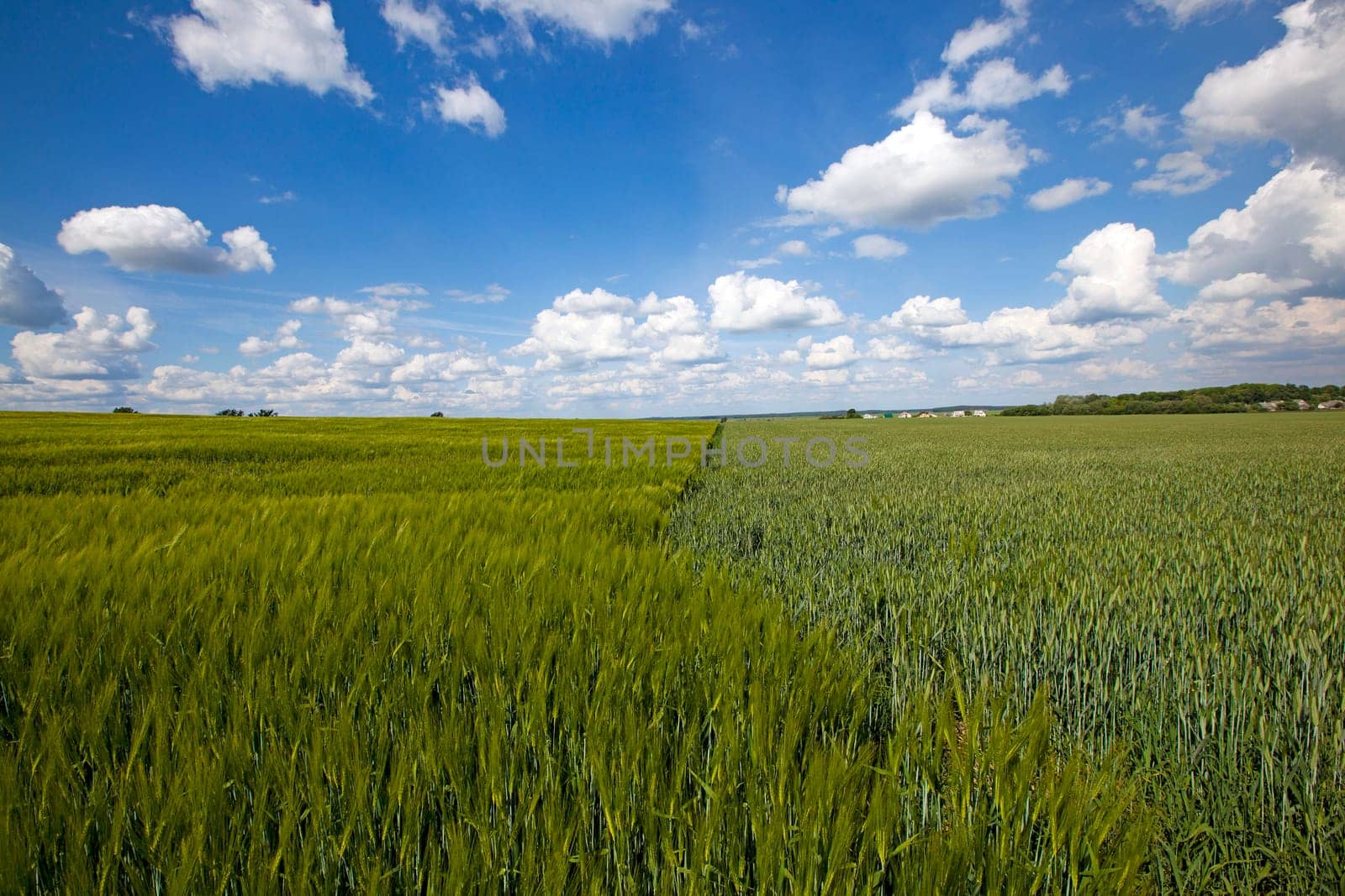an agricultural field on which grow up cereals