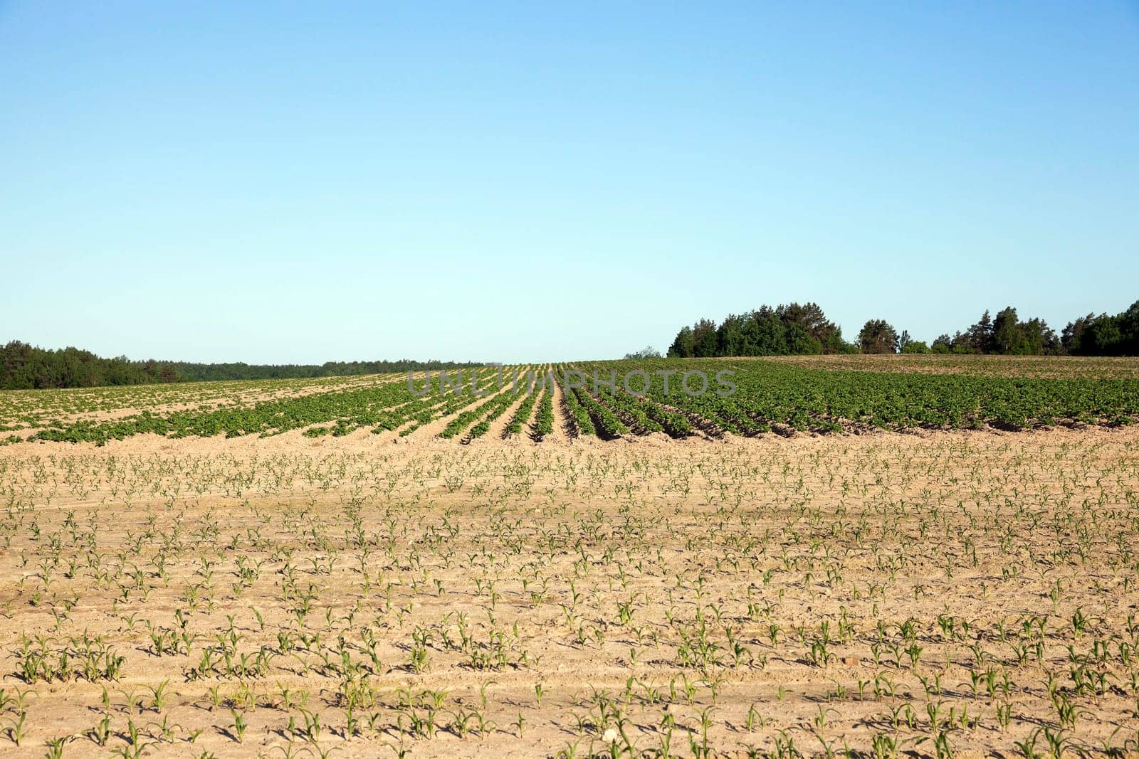agricultural field on which grows green potatoes, spring, blue sky