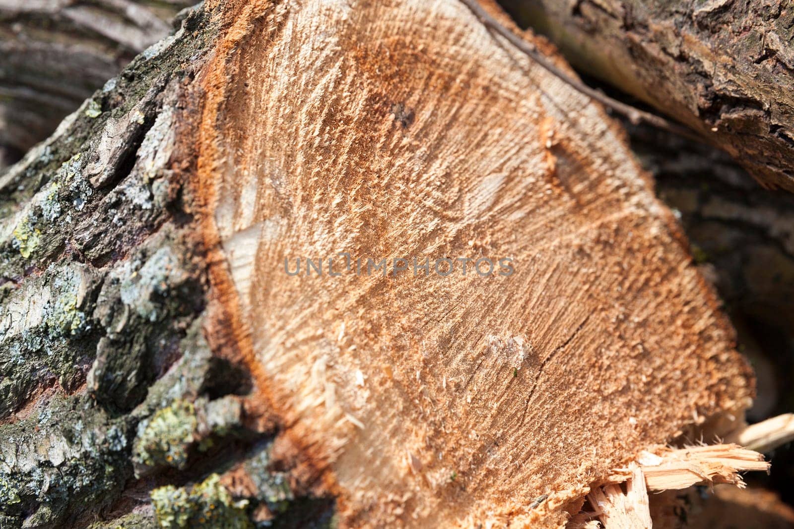 photographed close-up tree that was destroyed by the hurricane, and then sawn person