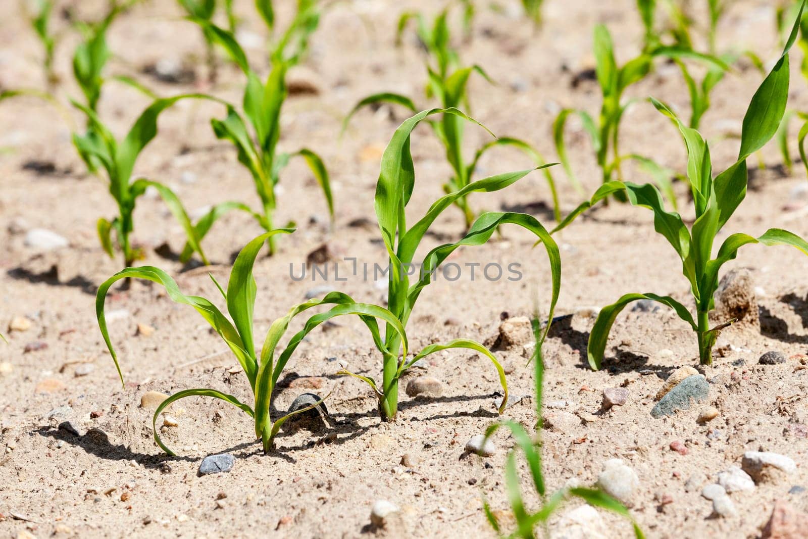 agricultural field, which is growing young green corn. Spring