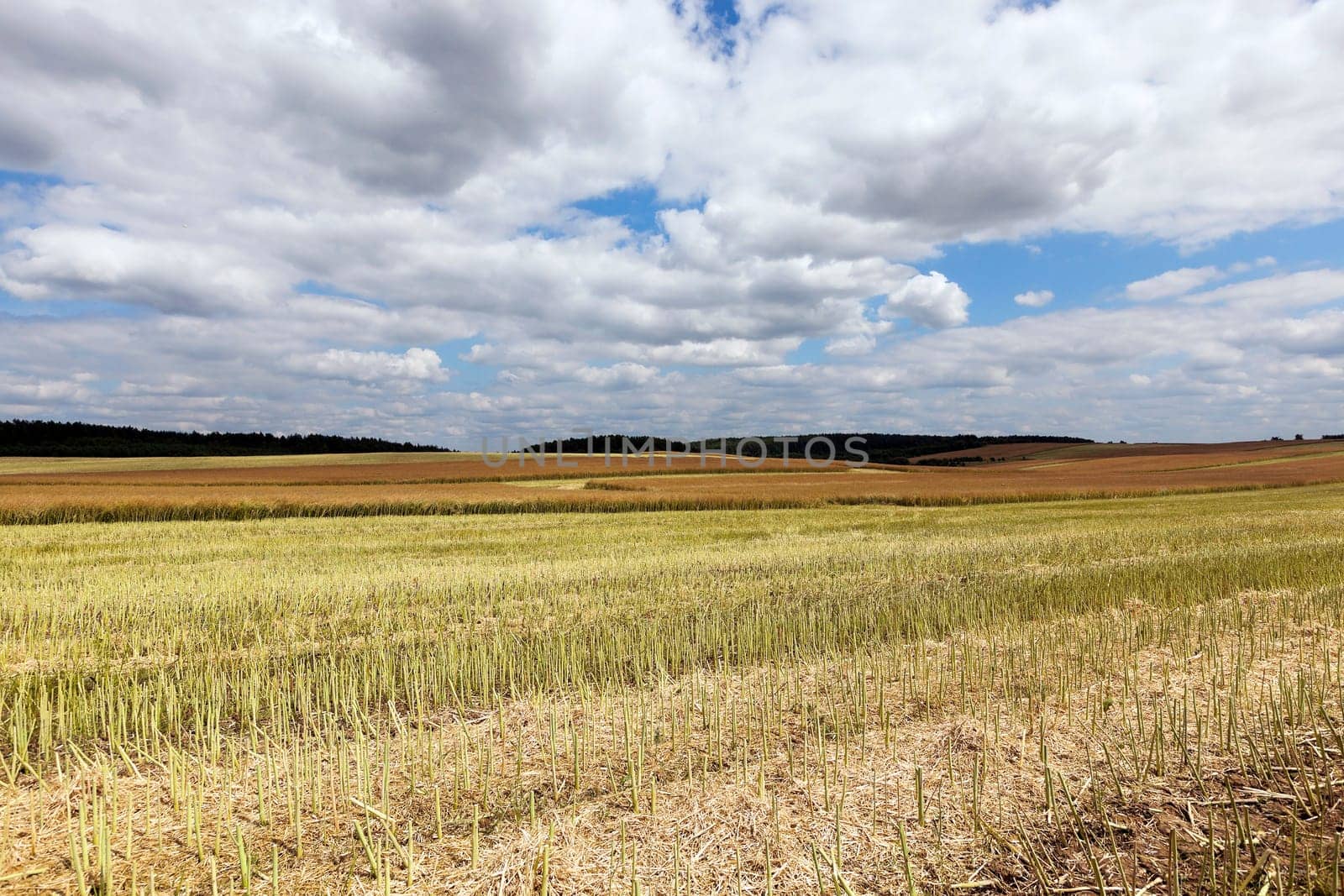 an agricultural field where they grow canola, summer