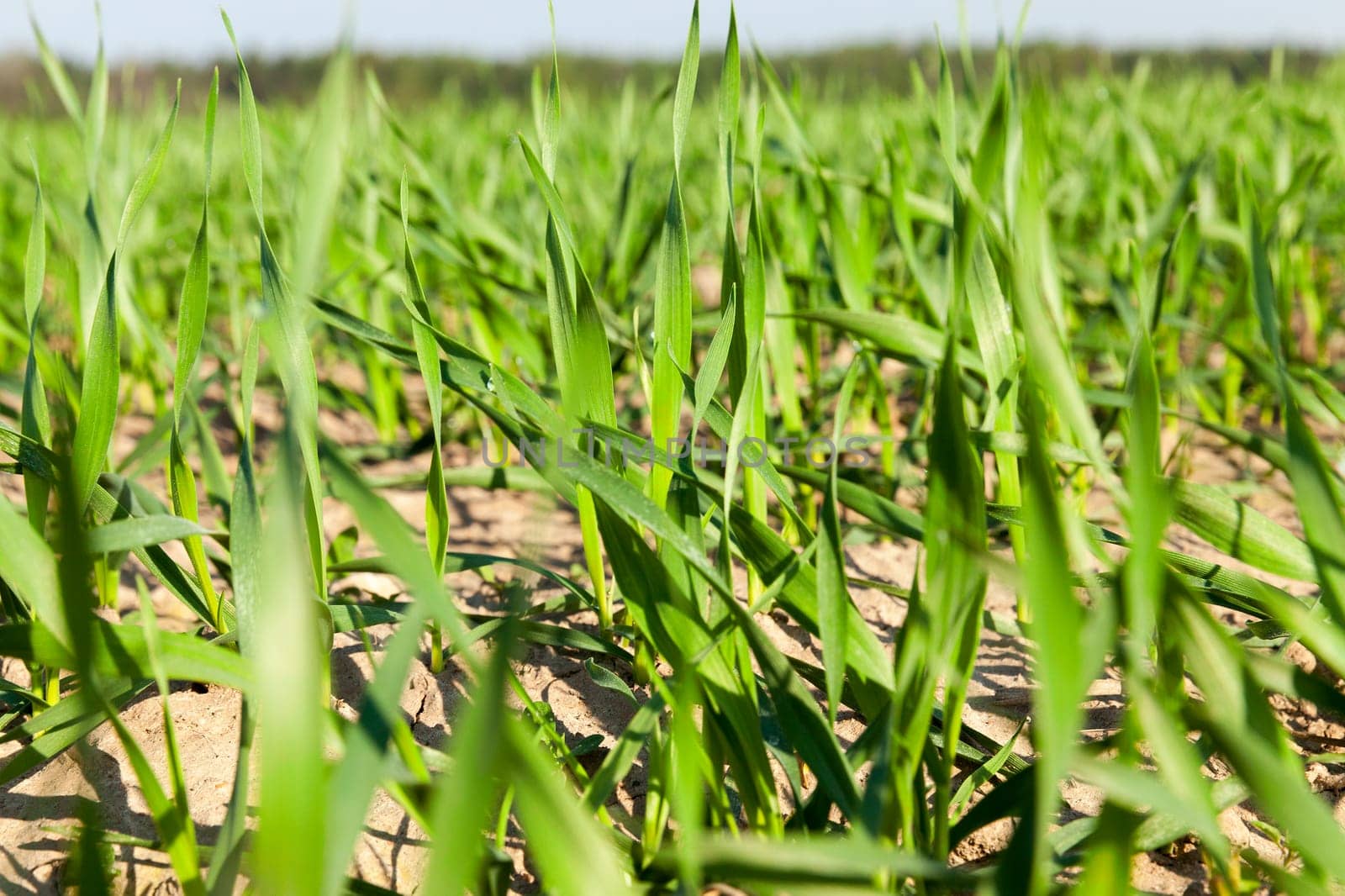 Agricultural field on which grow immature cereals, wheat.