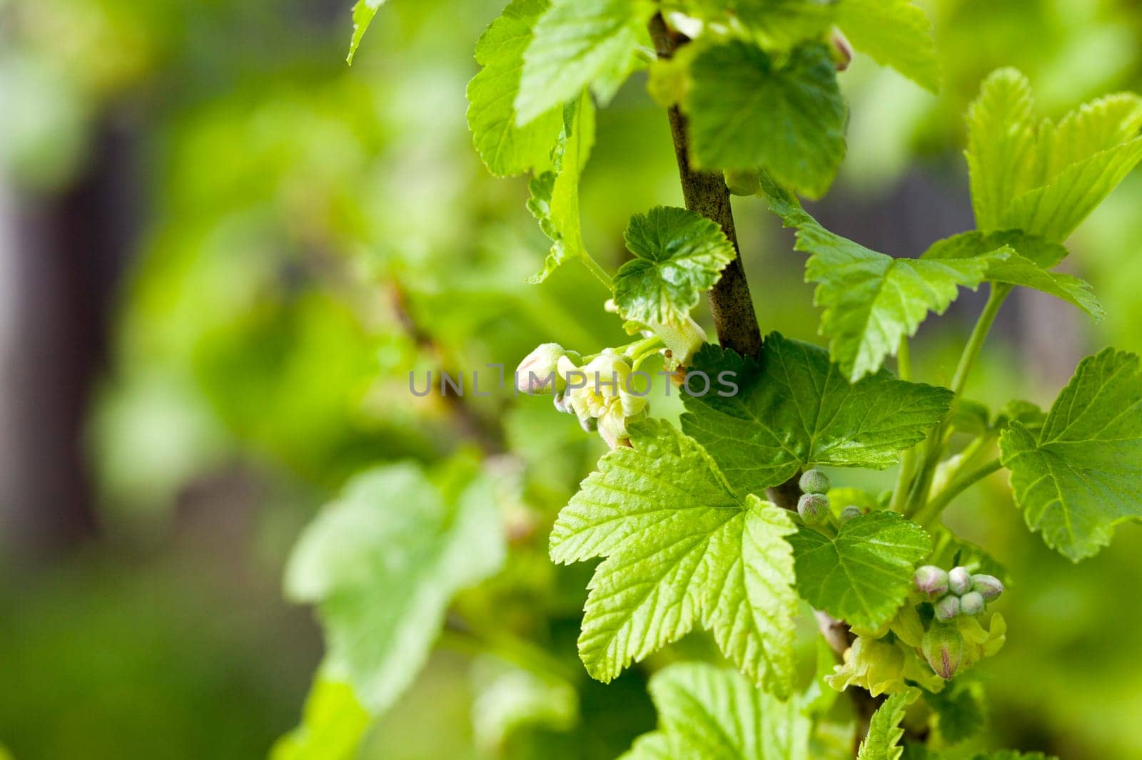 photographed close-up currant flowers in spring season