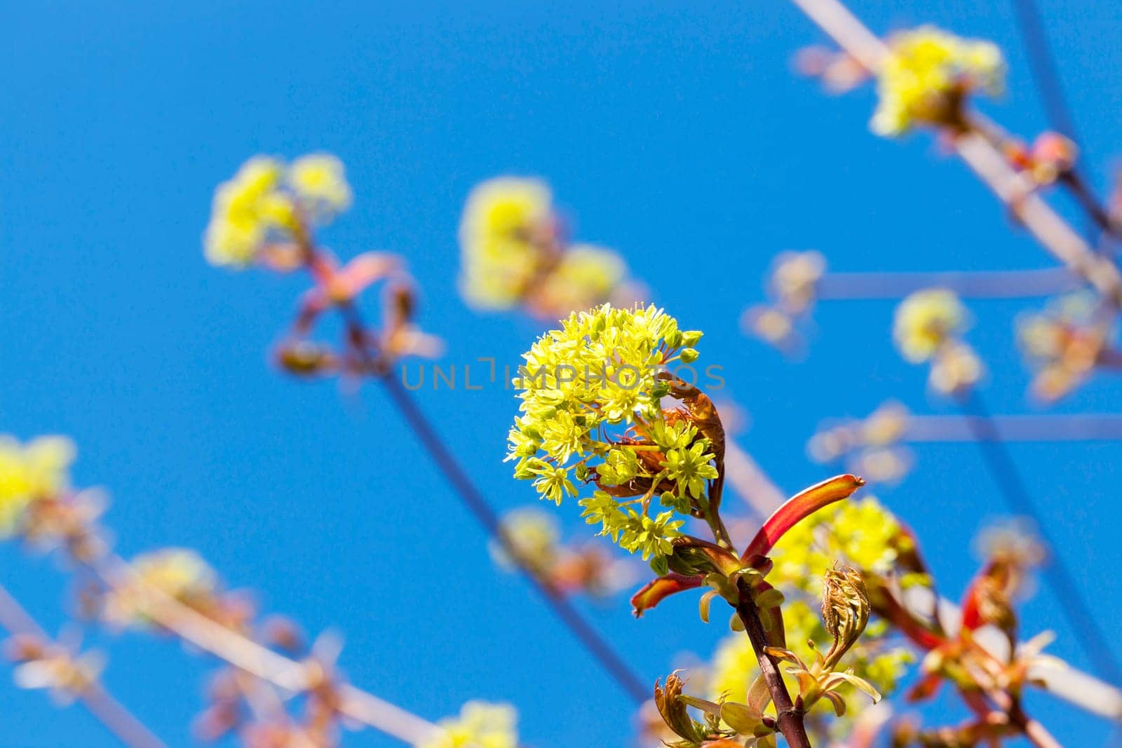 photographed close-up green and yellow flowers of a blossoming tree maple. Spring season