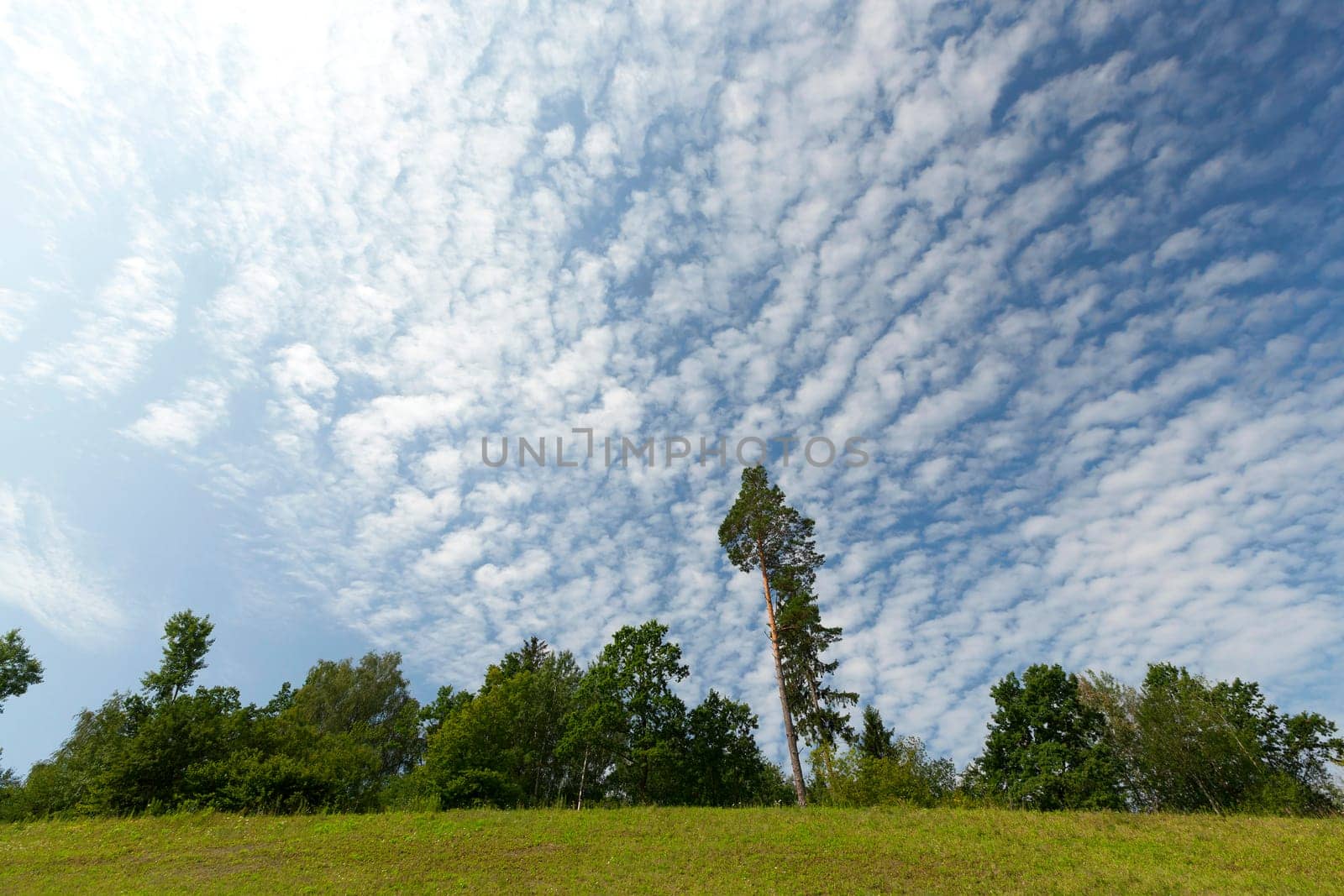 photographed and pine trees growing on a hill slope. The summer season, in the background the sky with clouds