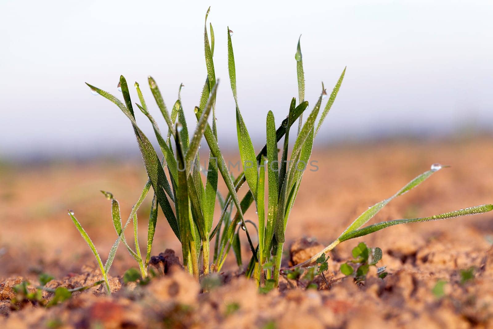 photographed close up young grass plants green wheat growing on agricultural field, agriculture, against the blue sky