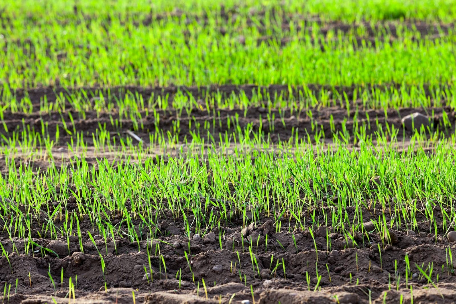 photographed close up young grass plants green wheat growing in the field of agriculture, Agriculture