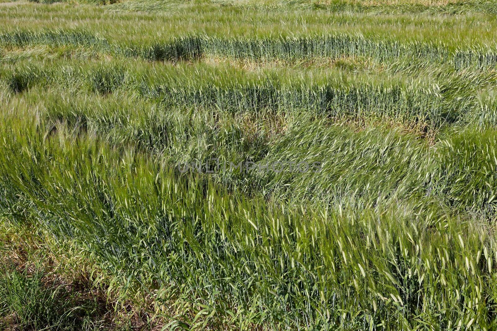close-up pictures taken unripe green cereals in summer