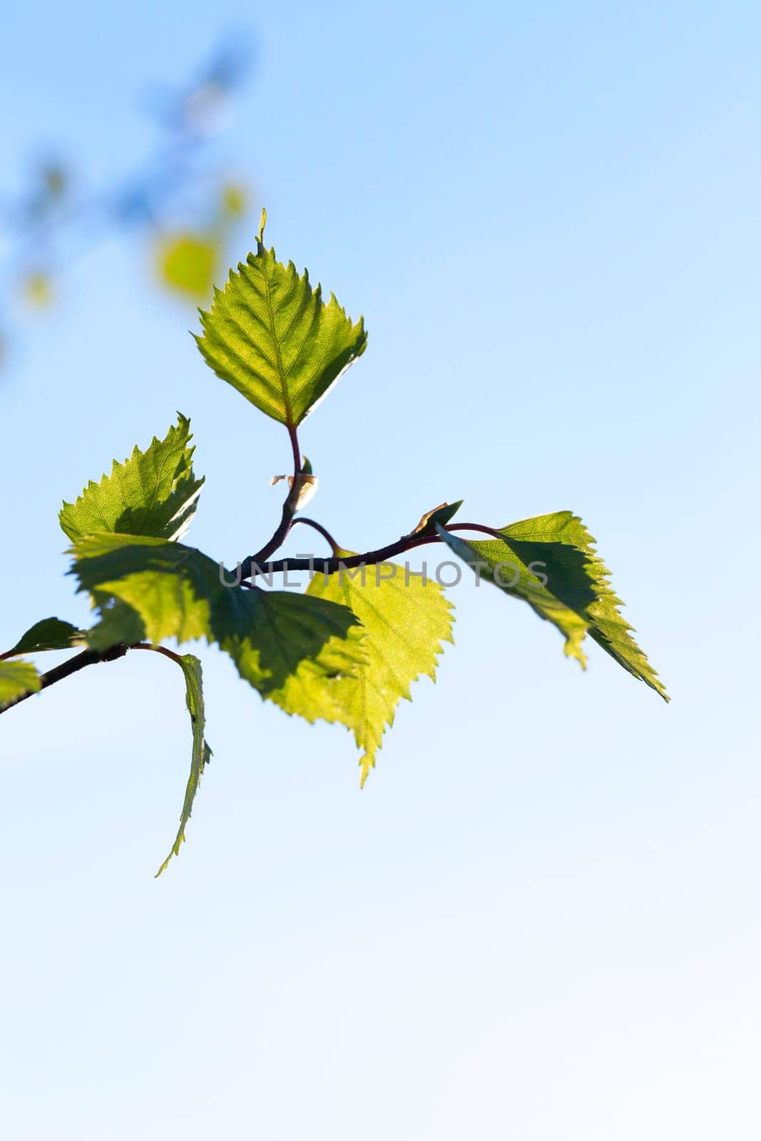 photographed close-up of a young birch tree green leaves on the background blue sky