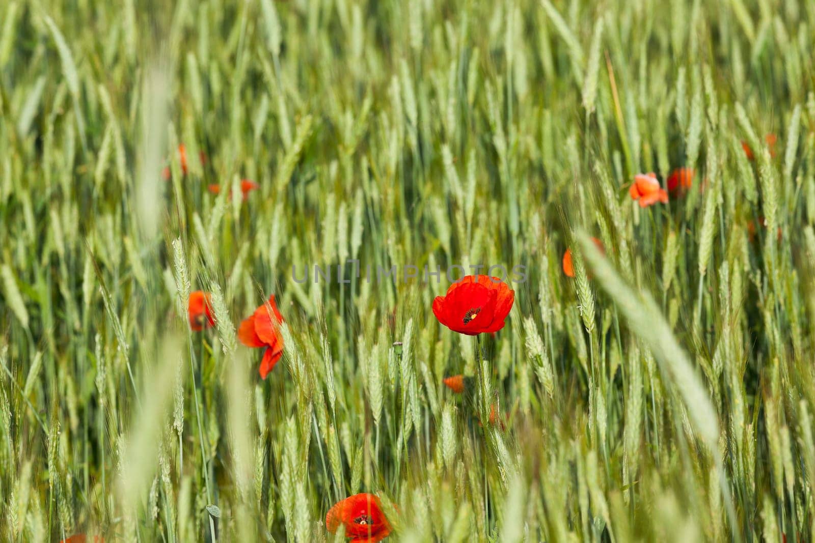 photographed close-up of red poppy flowers growing in the field. summer