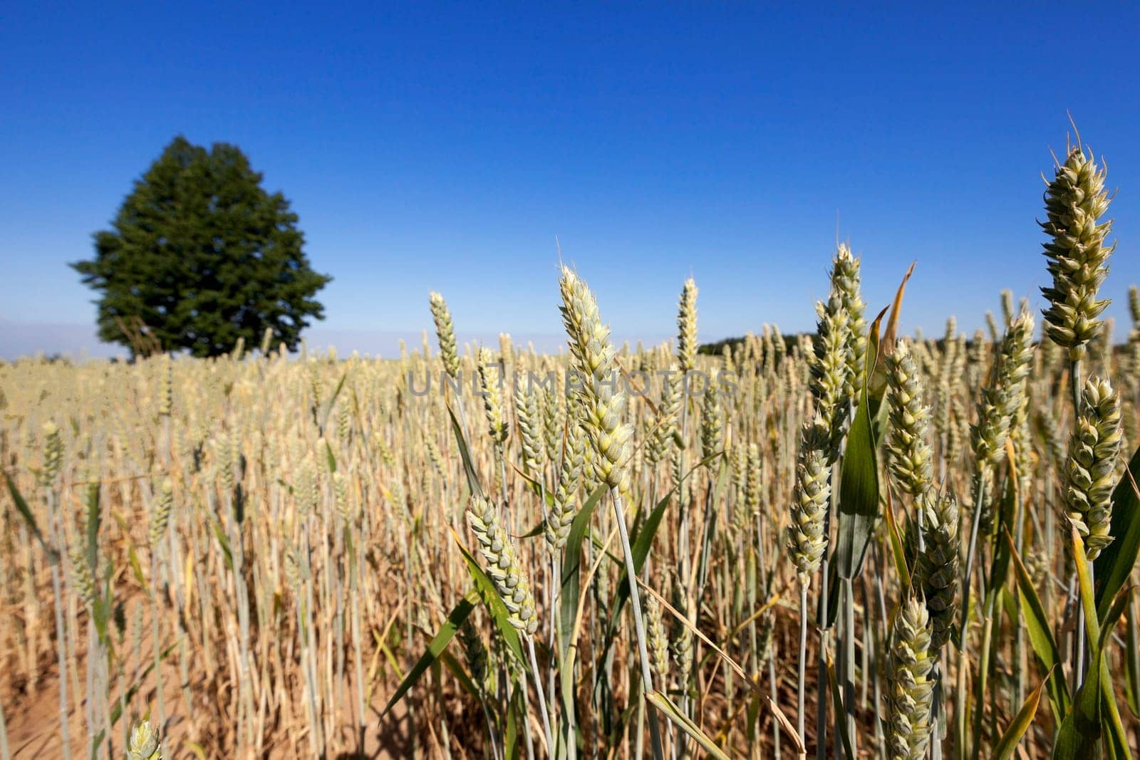 Agricultural field on which grow up cereals wheat, Belarus, ripe and yellowed cereals, small depth of field