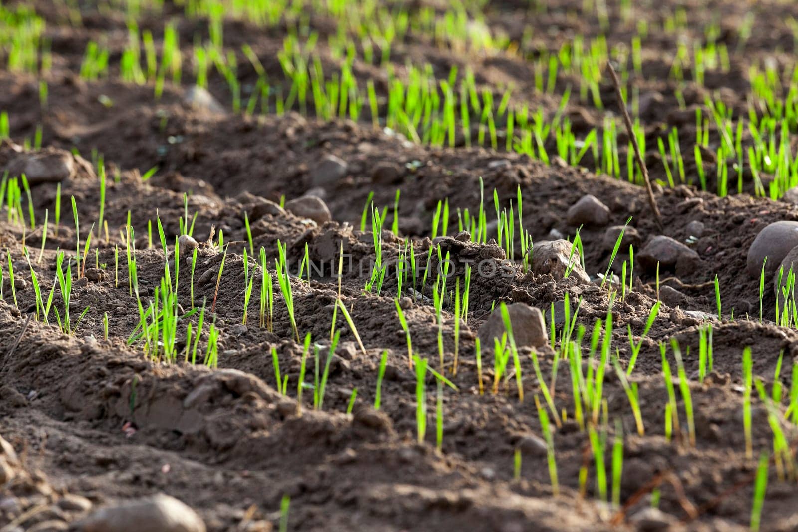 photographed close up young grass plants green wheat growing in the field of agriculture, Agriculture