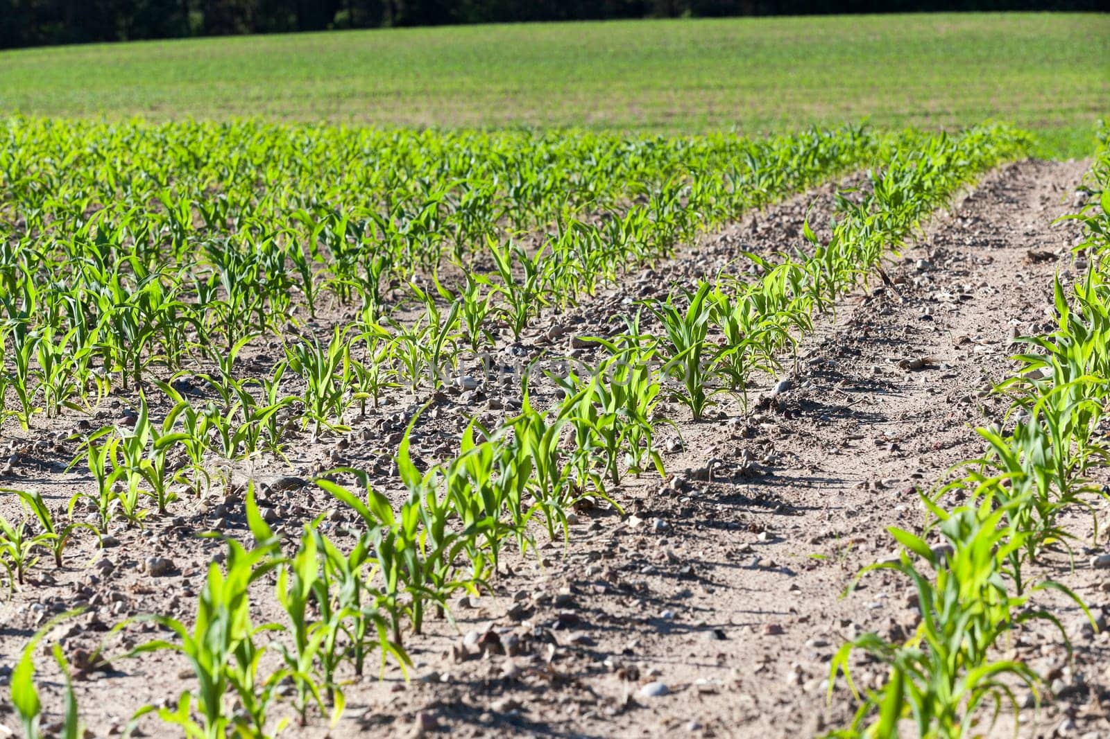 an agricultural field, which is growing young green corn. Spring. close-up