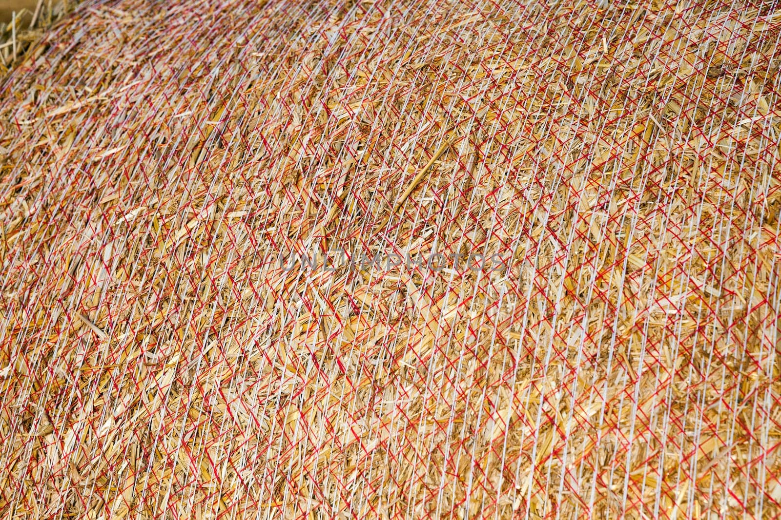 Agricultural field on which stacked straw haystacks after the wheat harvests