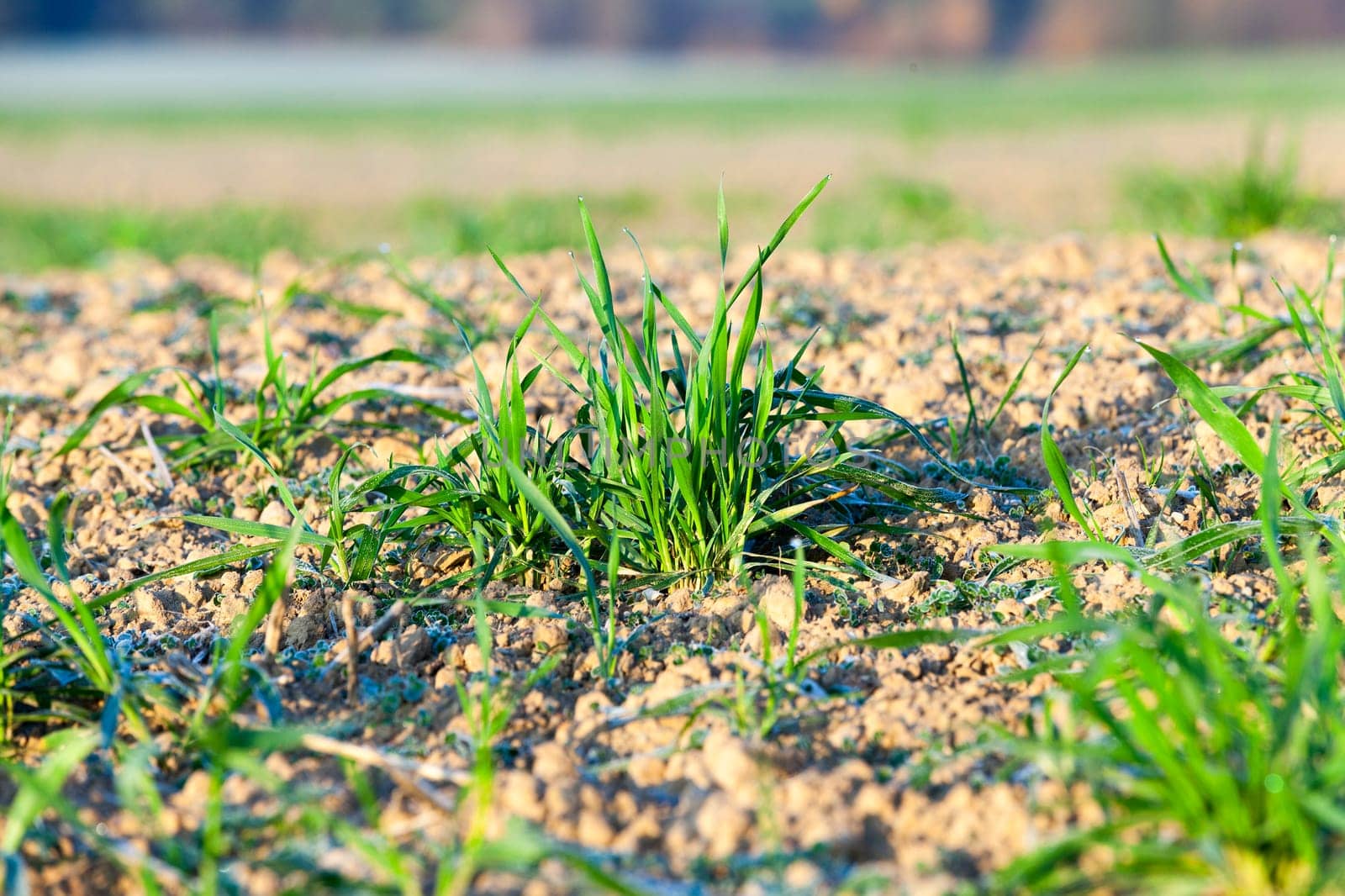 photographed close-up of green wheat sprouts during the beginning of their growth in the agricultural field, spring season