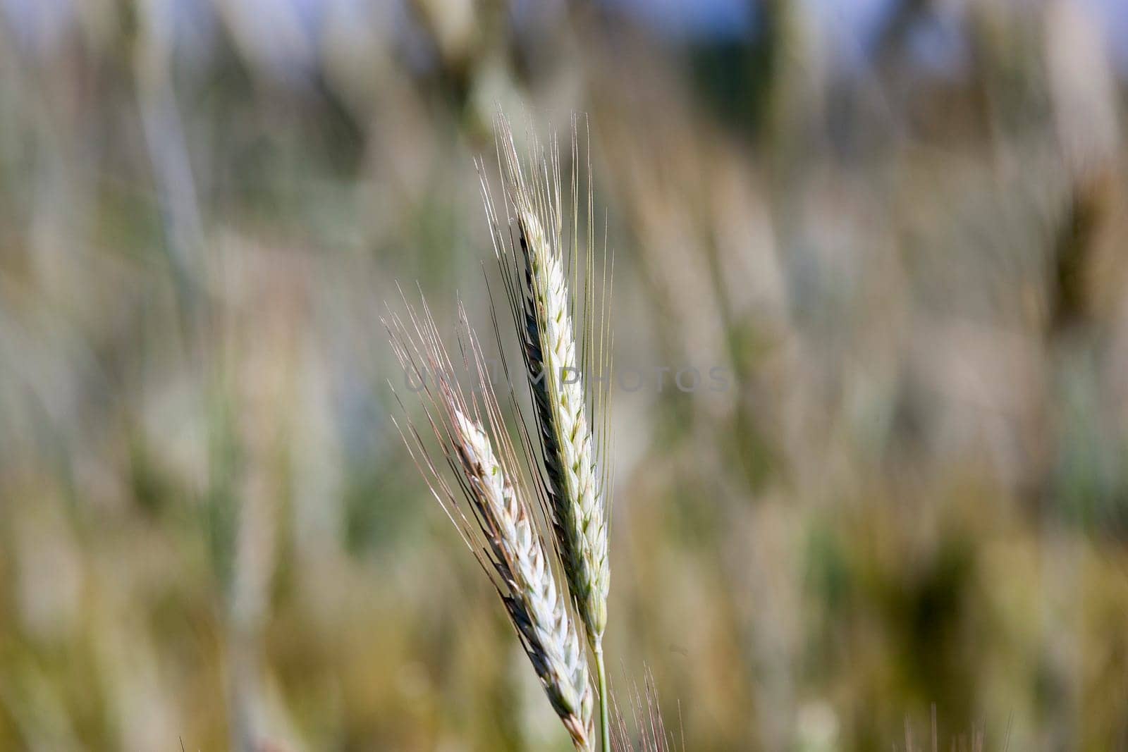 Agricultural field on which grow ripe yellowed cereals