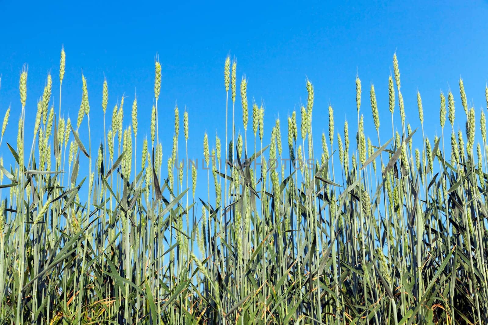 Agricultural field on which grow immature cereals, wheat.