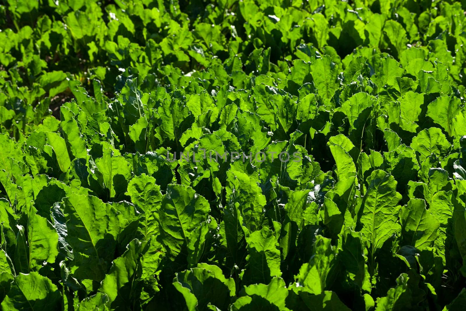 the agricultural field on which grows green beets for sugar production