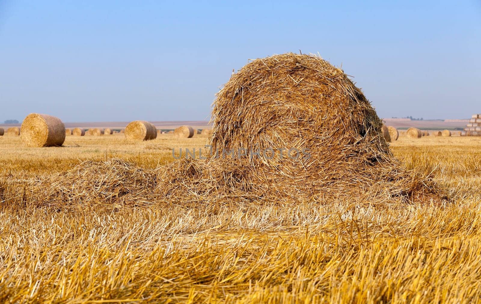 Agricultural field on which stacked straw haystacks after the wheat harvests