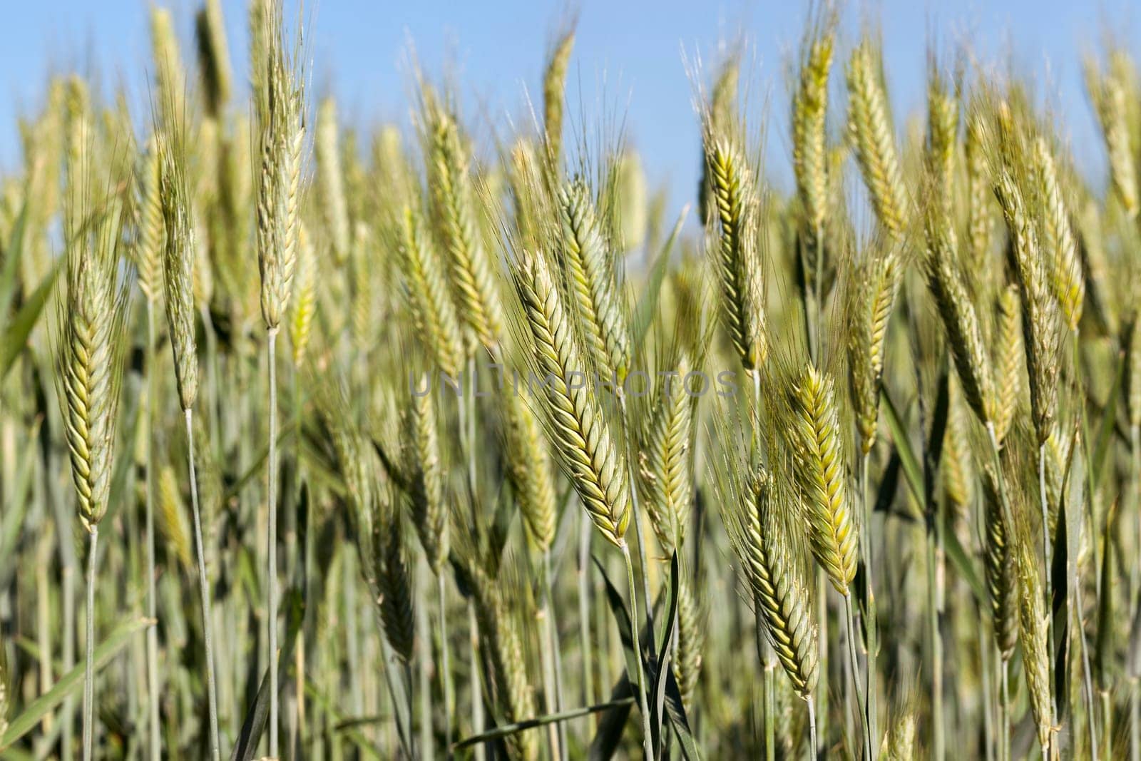 Agricultural field on which grow immature cereals, wheat.