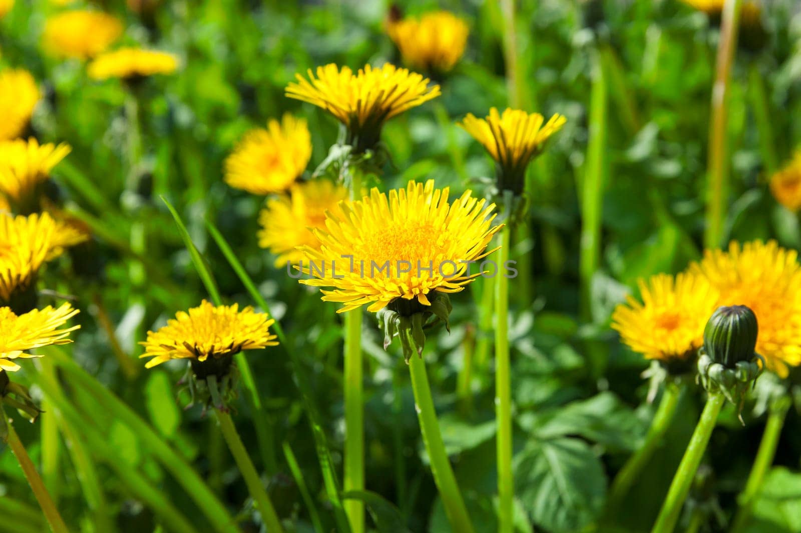 photographed close-up of yellow dandelions in springtime, shallow depth of field
