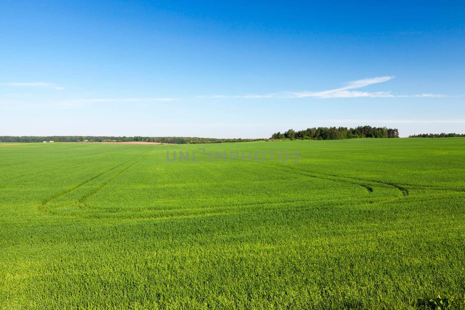 Agricultural field on which grows green unripe wheat grass, landscape in the background blue sky and trees