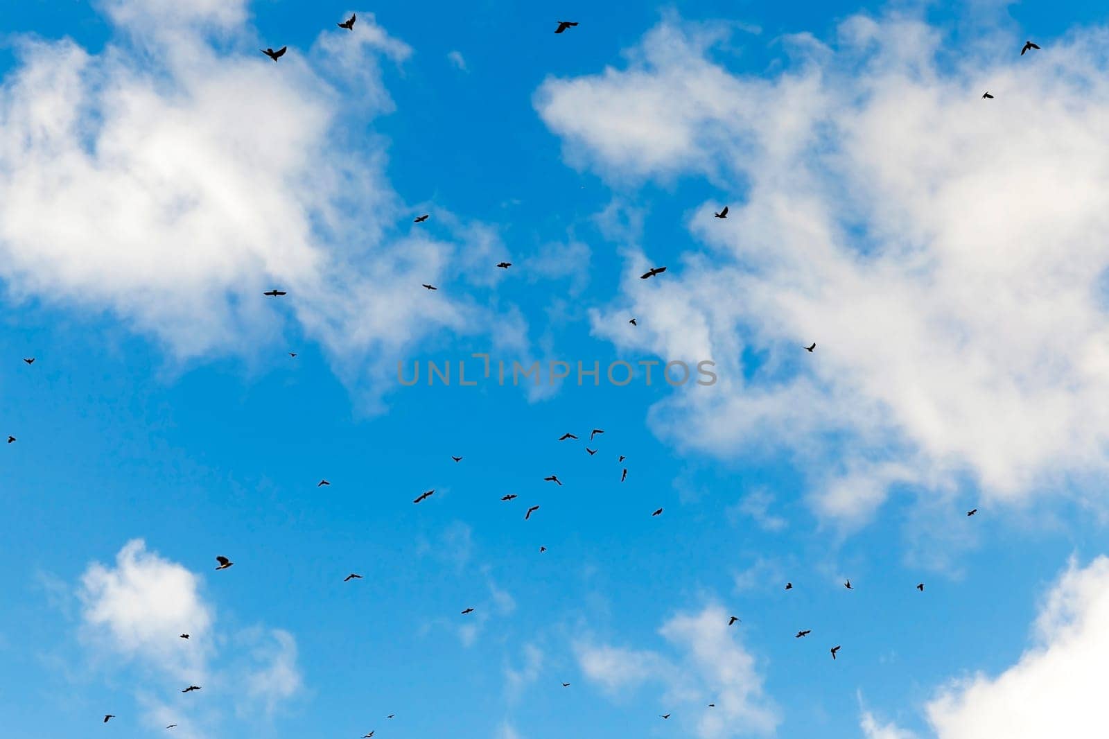 photographed close-up blue sky, in which a flock of birds flying, visible silhouettes, daytime