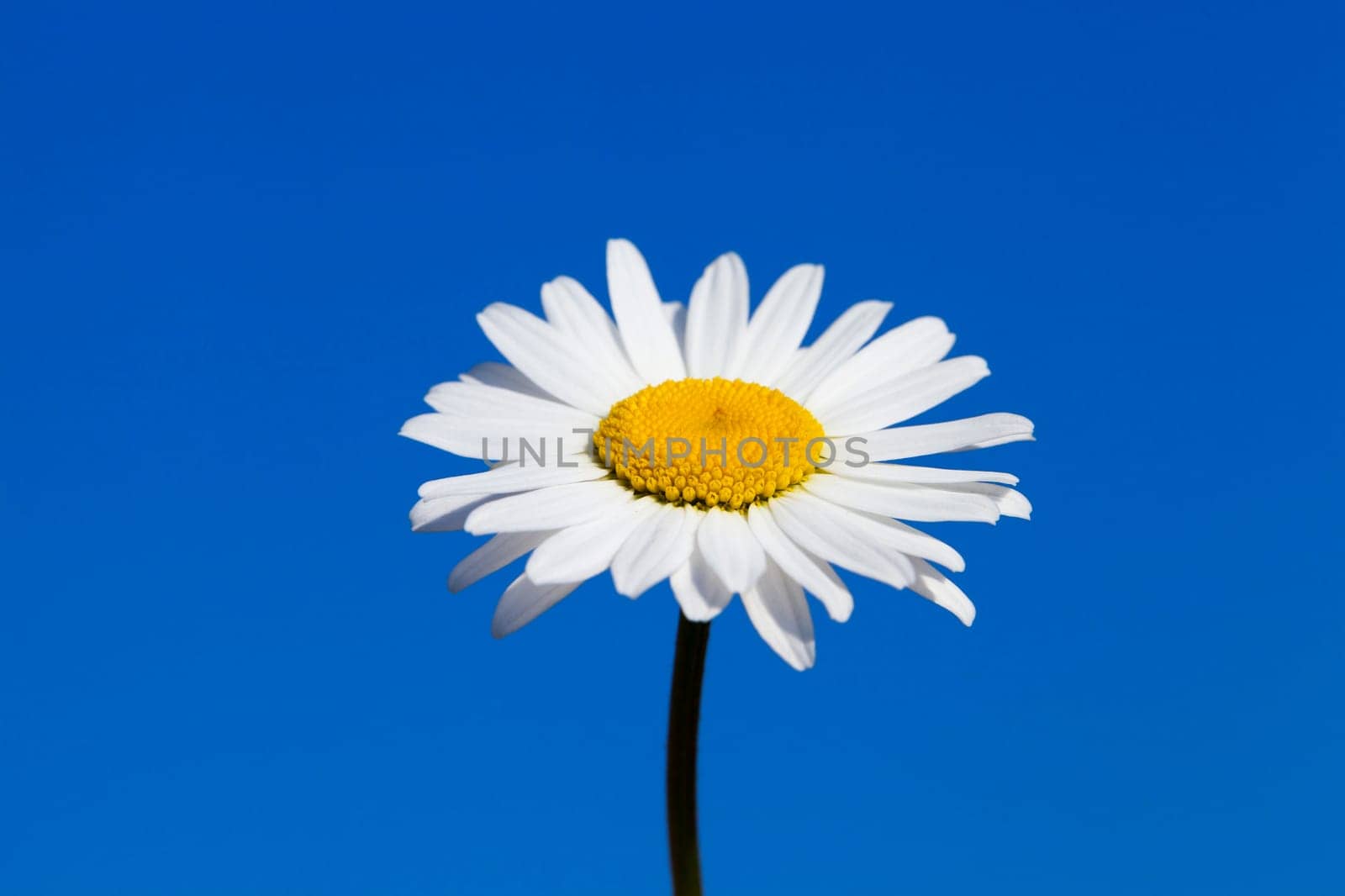photographed close-up daisy flower with white petals, blue sky