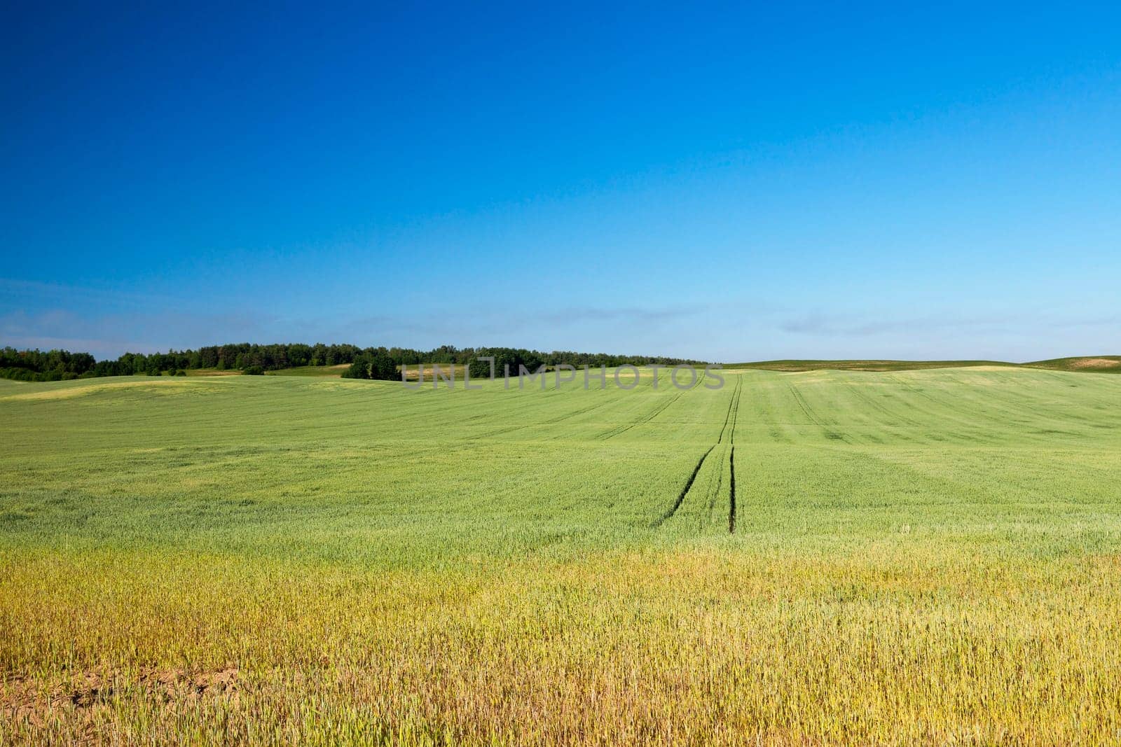 Agricultural field on which grows green unripe wheat grass, landscape in the background blue sky and trees