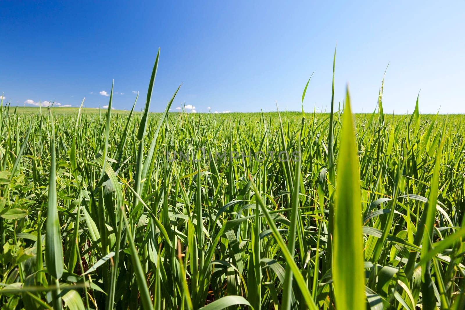 Agricultural field on which grow immature young cereals, wheat. Blue sky in the background