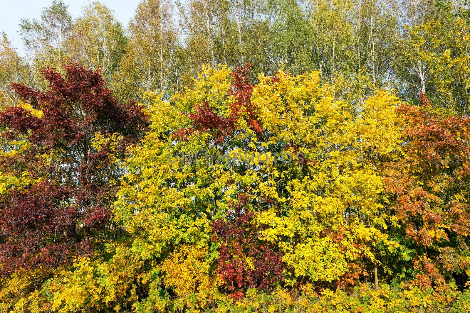 maple trees change color with yellow leaves in autumn season. Location in the park