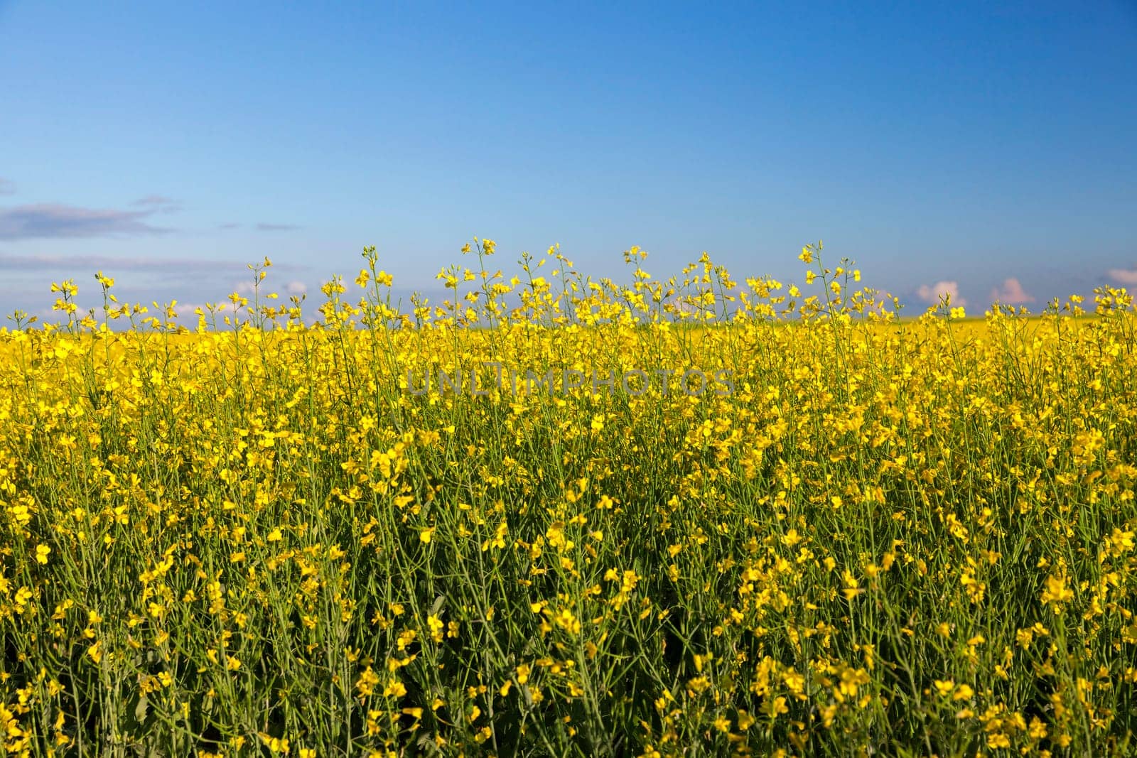 photographed close up in the agricultural field rape flower