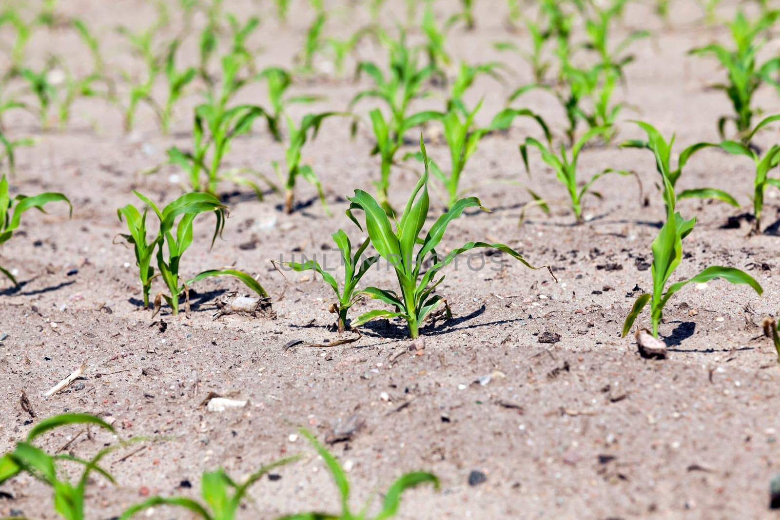 agricultural field, which is growing young green corn. Spring