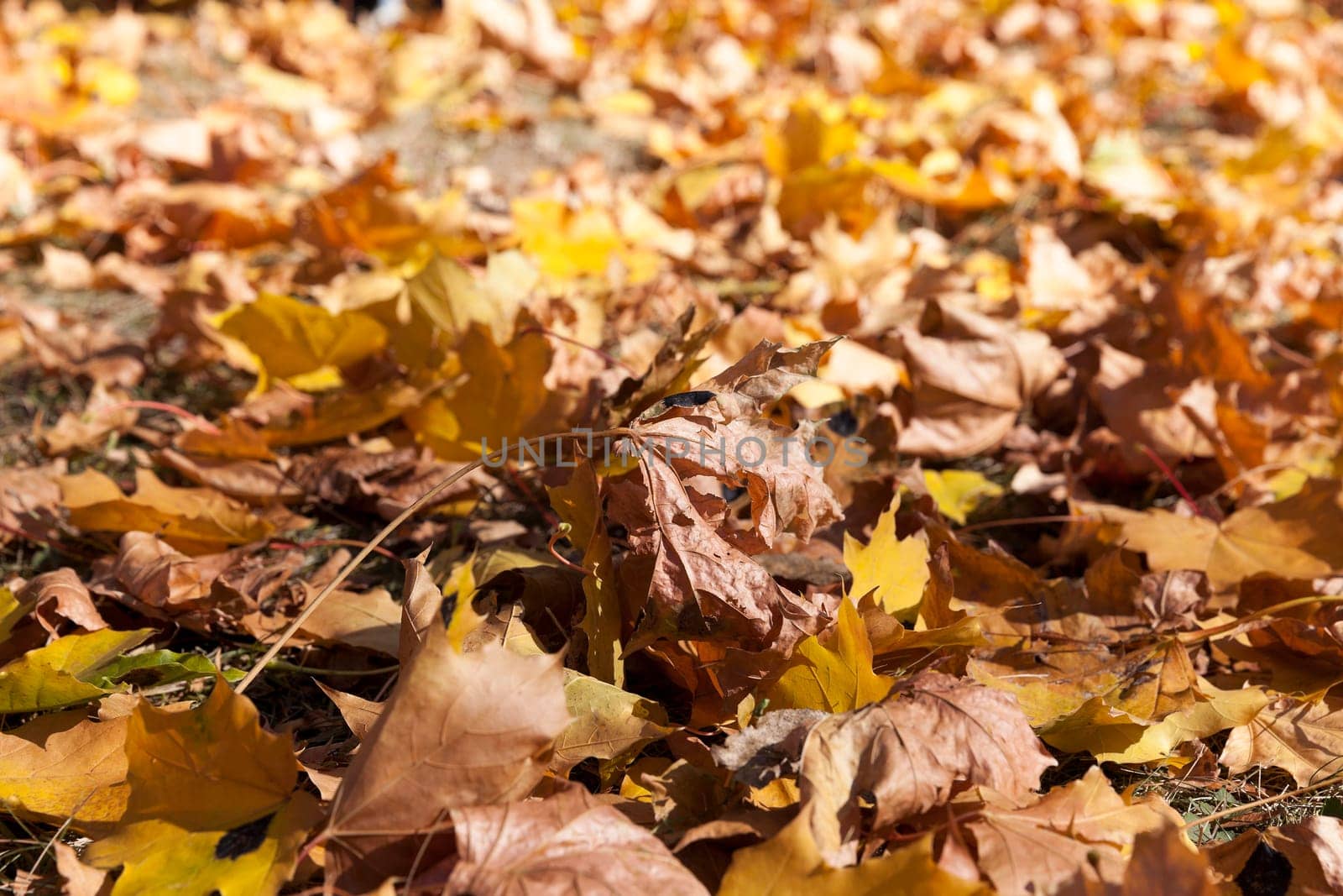 photographed trees and foliage in the autumn, the location - a park