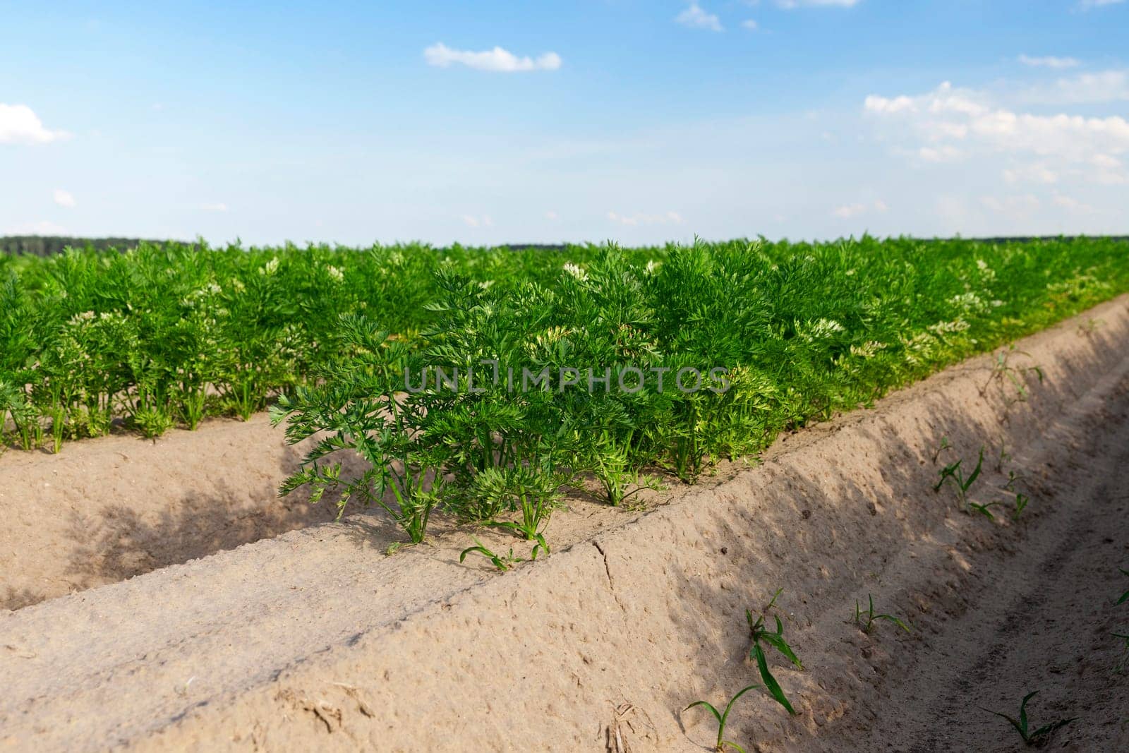 photographed close-up of an agricultural field on which grow green shoots of carrots, on a background of blue sky with white clouds