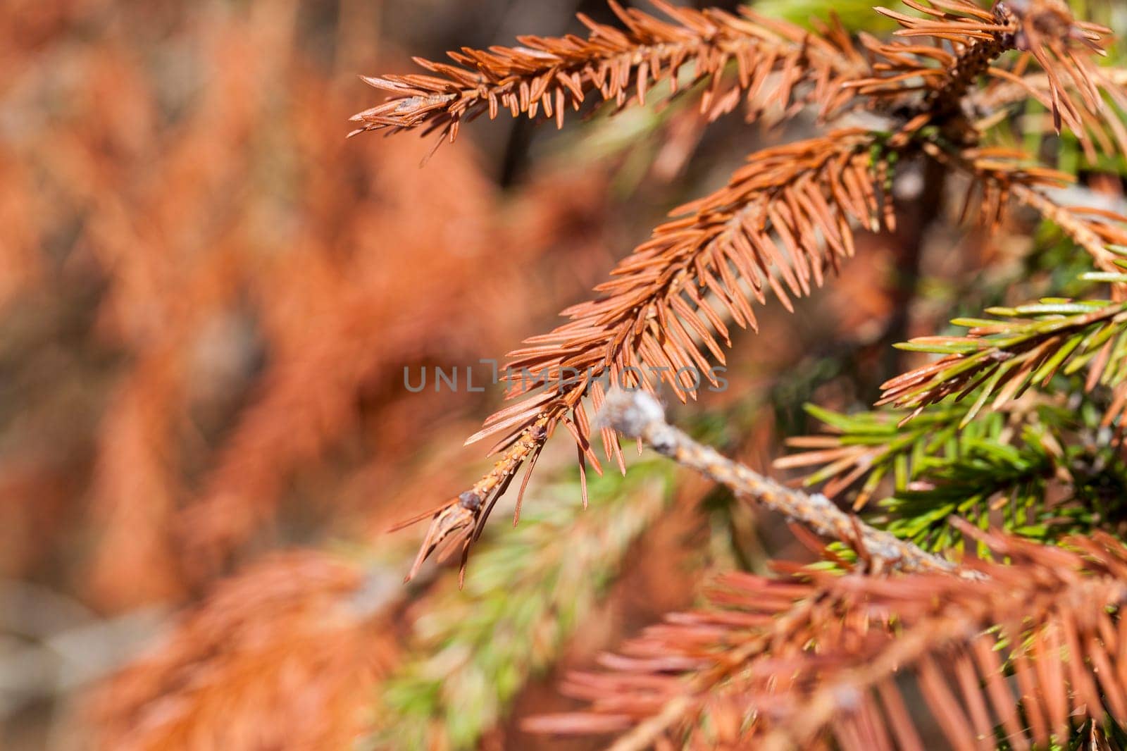 dried fir needles red, photographed close up