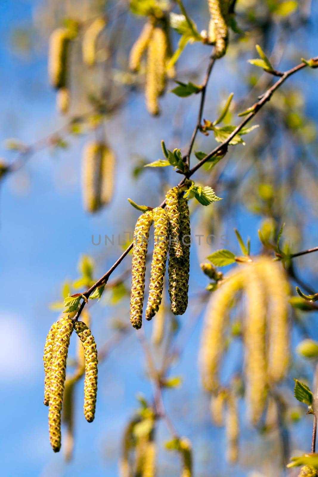 photographed close-up of young green leaves and catkins on a birch tree in the spring time of the year, the month of April, a small depth of field
