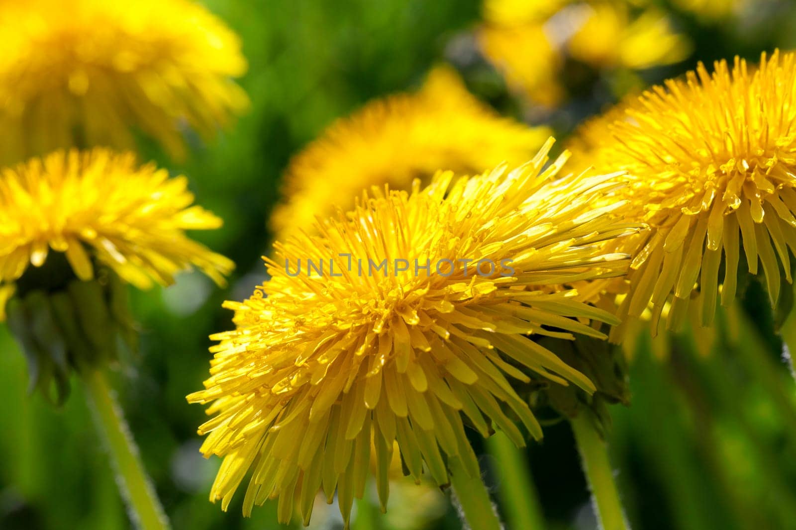 photographed close-up of yellow dandelions in springtime, shallow depth of field