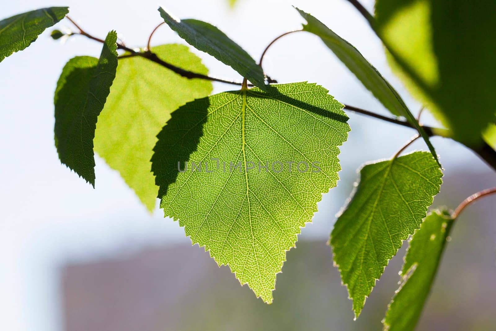 photographed close-up of a young birch tree green leaves
