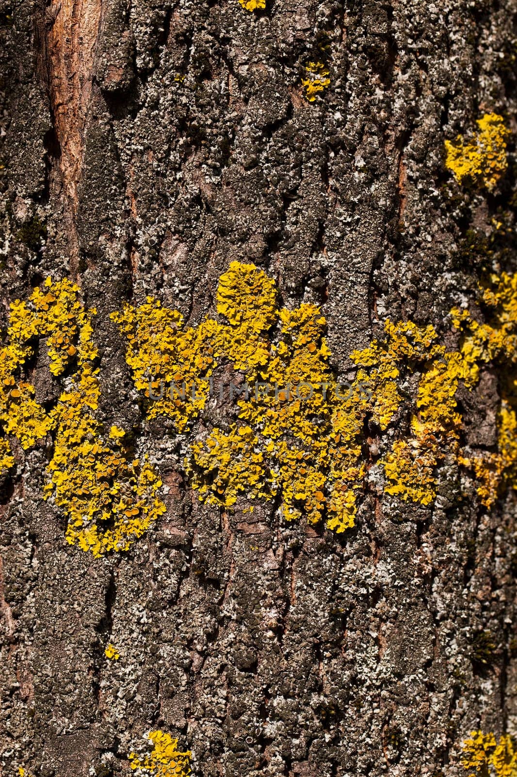photographed close-up part of a tree trunk with lichen growing on the bark. Small depth of field