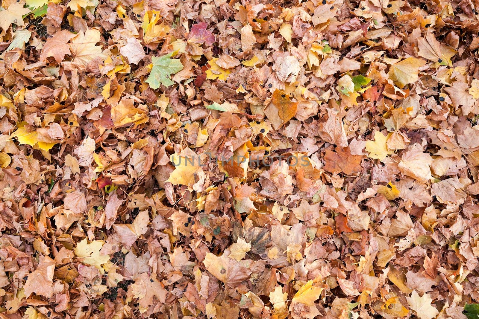 The fallen from the trees and lying on the ground and the grass turned yellow foliage, autumn season, a small DOF