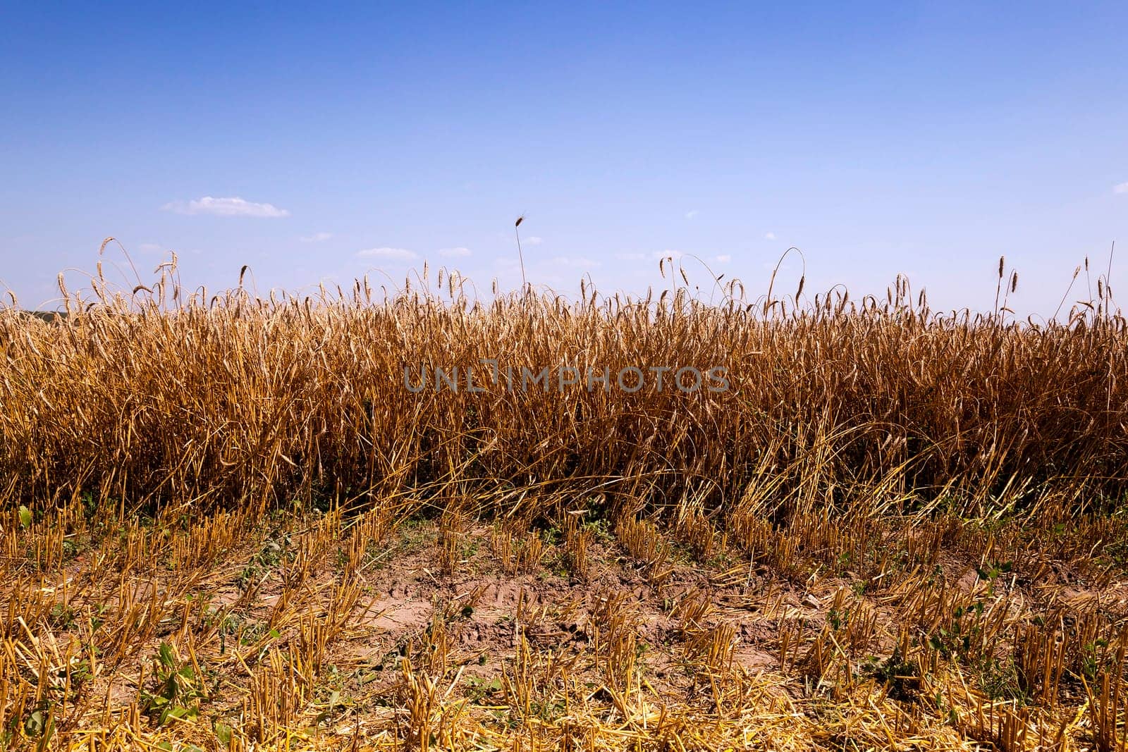 agricultural field where harvest mature cereal. Agriculture