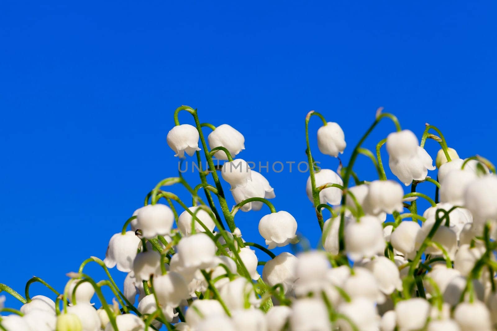 photographed close-up white flowers lily of the valley growing in the forest in the spring time of the year. Blue sky in the background
