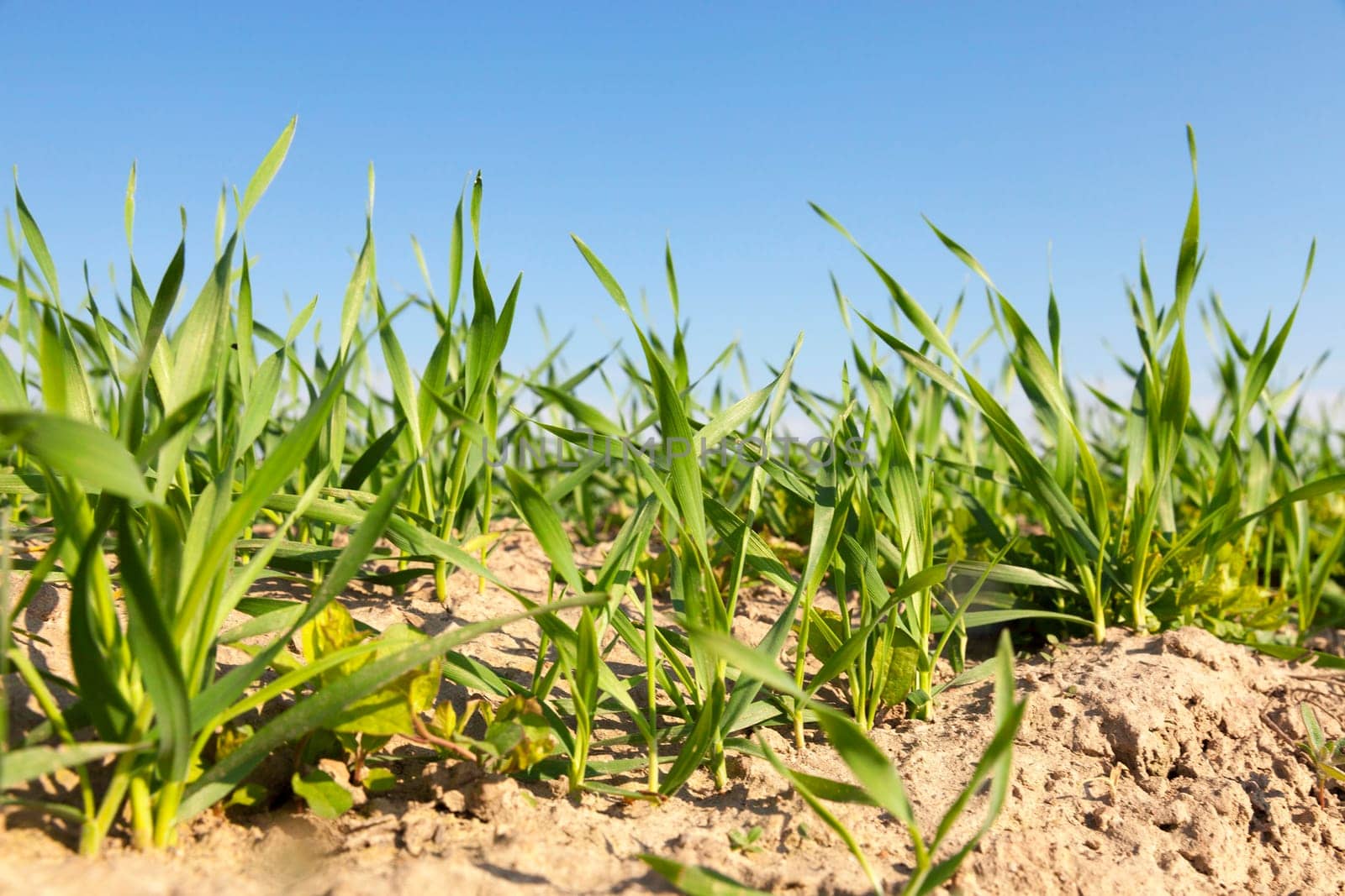 Agricultural field on which grow immature young cereals, wheat. Blue sky in the background