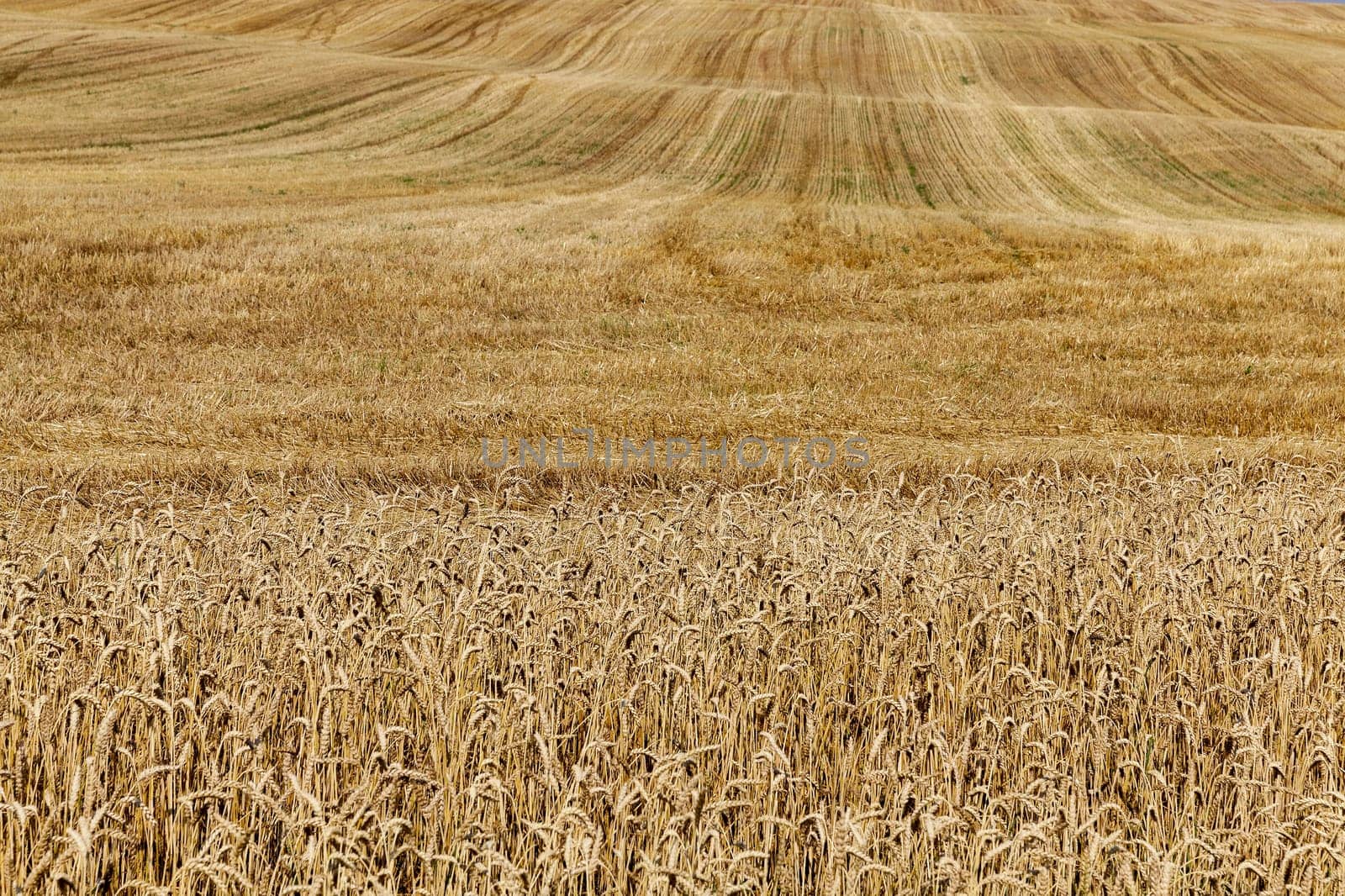 agricultural field where crops harvested ripe yellow rye, small depth of field
