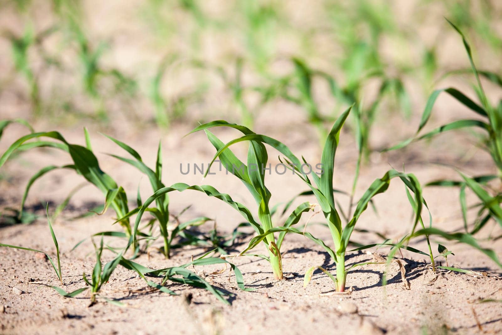 photographed close-up of green corn plants in the spring season.